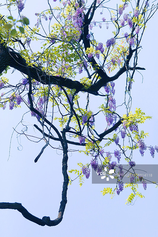 紫藤花 浦口 凤凰山图片素材