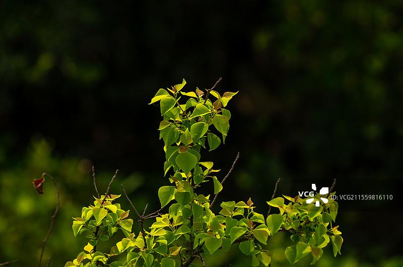 广西北海海边生长的红树林图片素材