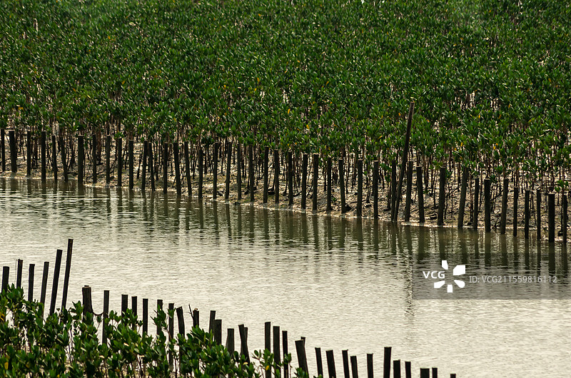 广西北海海边生长的红树林图片素材