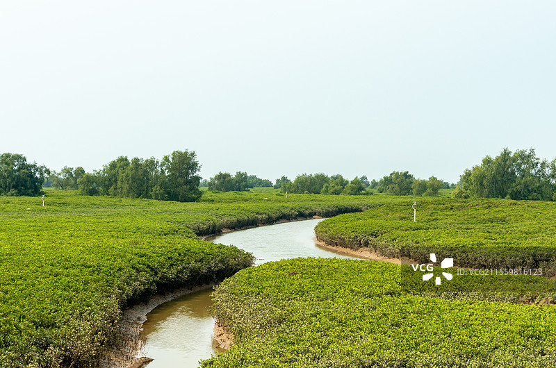 广西北海海边生长的红树林图片素材