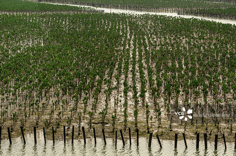 广西北海海边生长的红树林图片素材