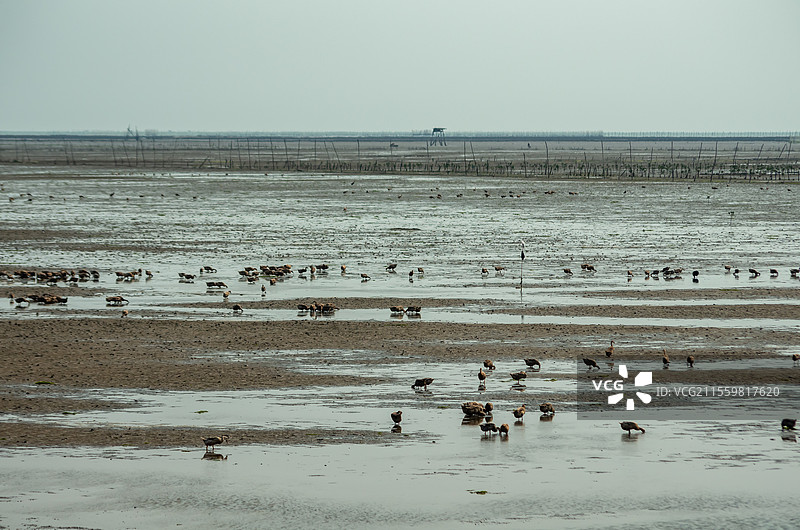 广西合浦县党江镇海边饲养的海鸭图片素材