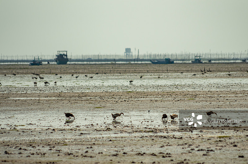 广西合浦县党江镇海边饲养的海鸭图片素材