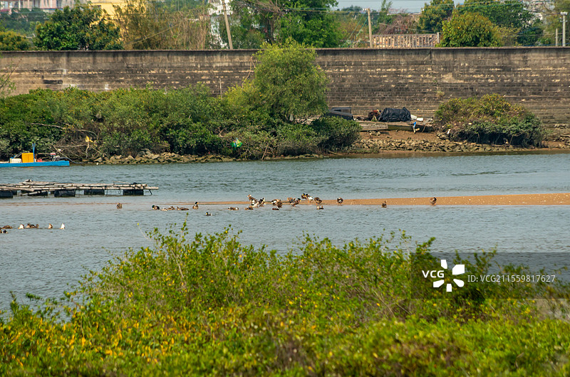 广西合浦县党江镇海边饲养的海鸭图片素材