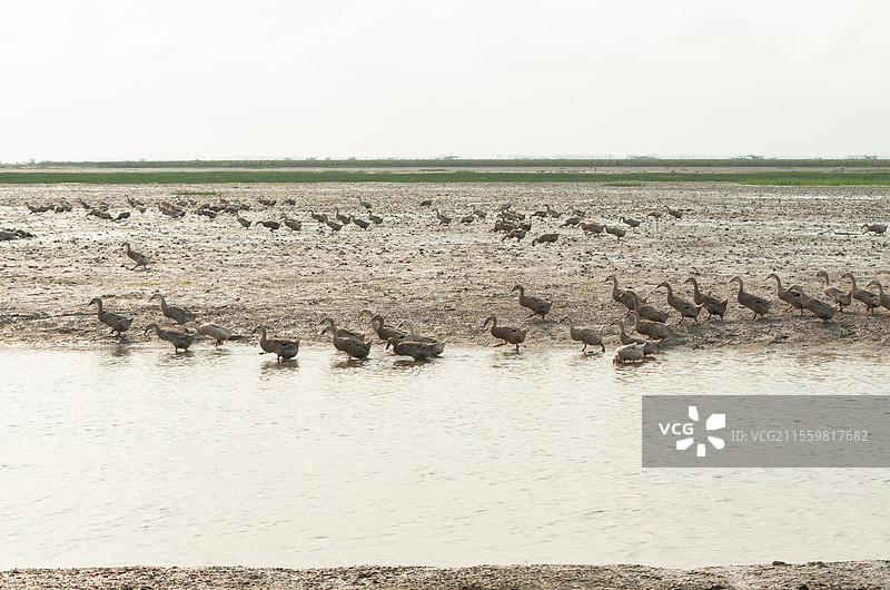 广西合浦县党江镇海边饲养的海鸭图片素材