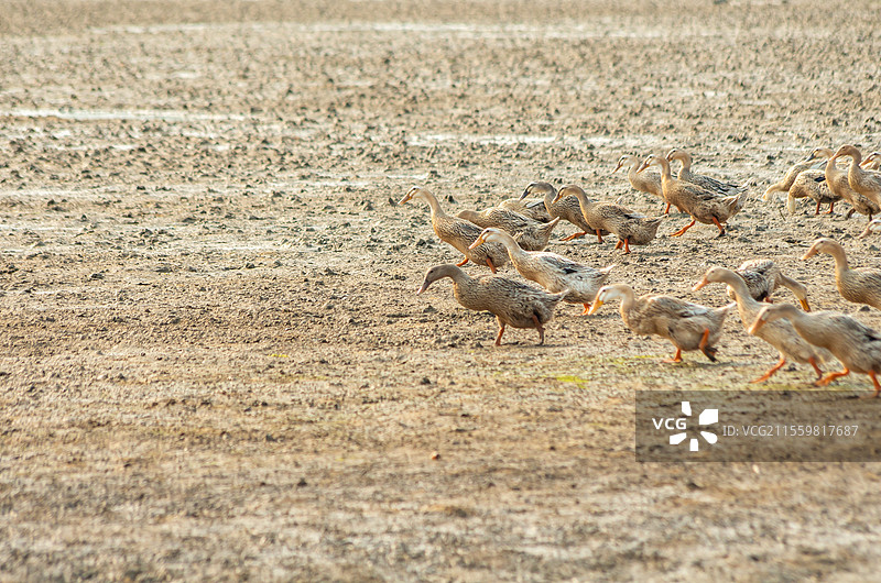 广西合浦县党江镇海边饲养的海鸭图片素材
