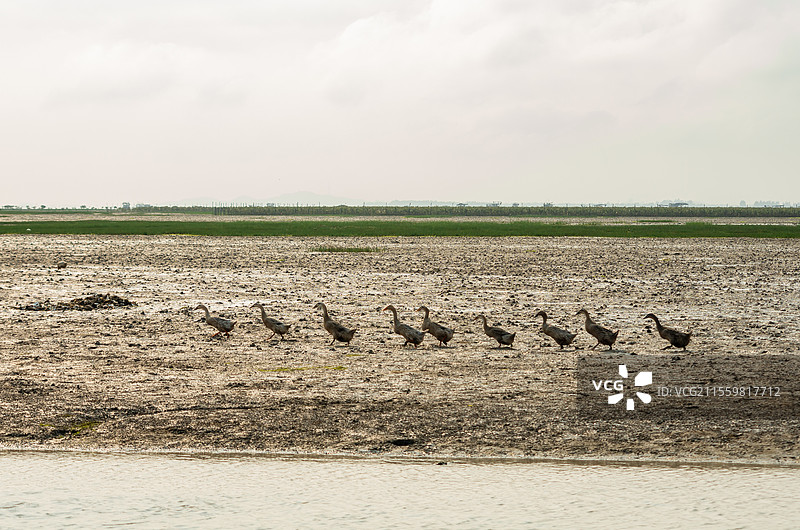 广西合浦县党江镇海边饲养的海鸭图片素材