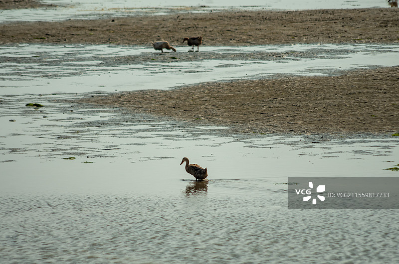 广西合浦县党江镇海边饲养的海鸭图片素材