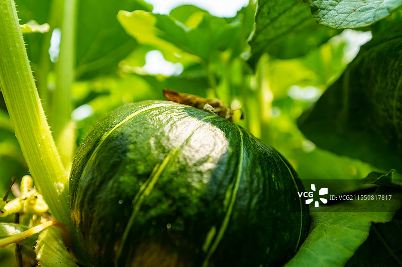 北海铁山港区种植的小南瓜图片素材