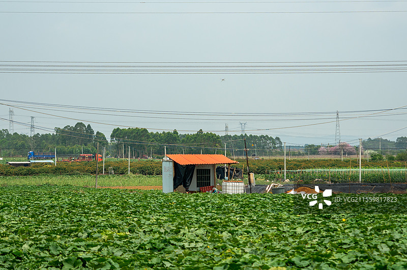 北海铁山港区种植的小南瓜图片素材