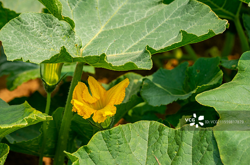 北海铁山港区种植的小南瓜图片素材