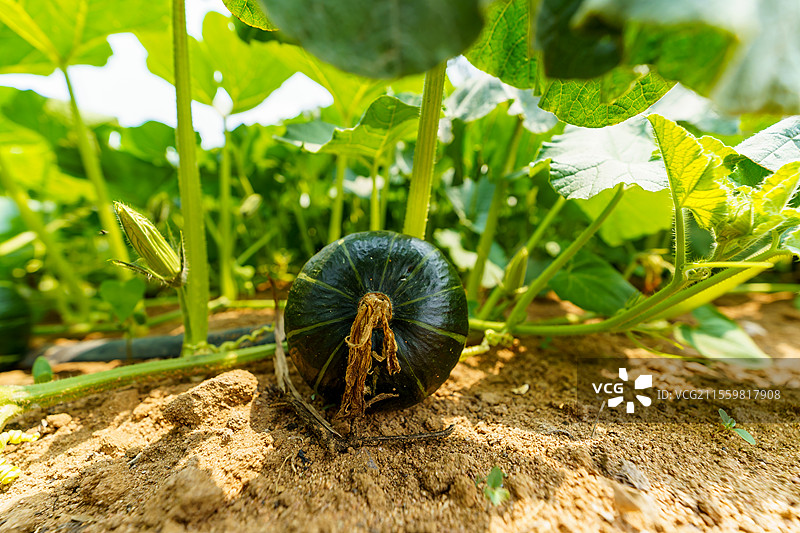 北海铁山港区种植的小南瓜图片素材