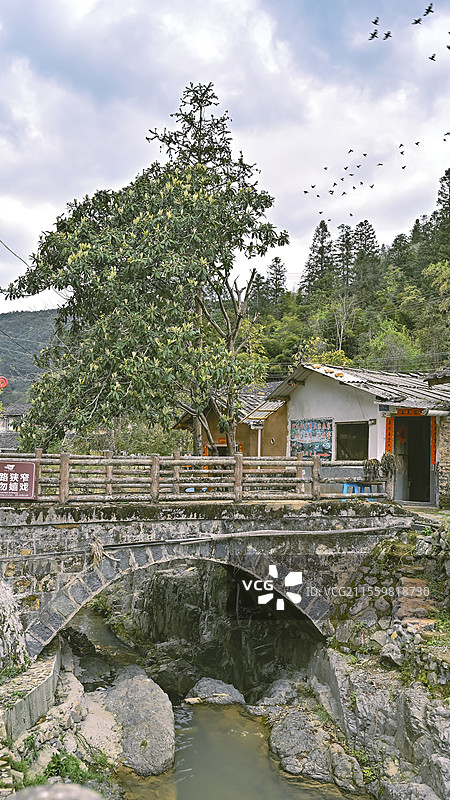 云水谣古镇小桥流水大榕树图片素材