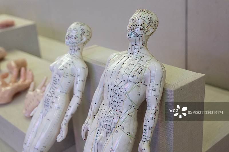 人体穴位模型图片素材