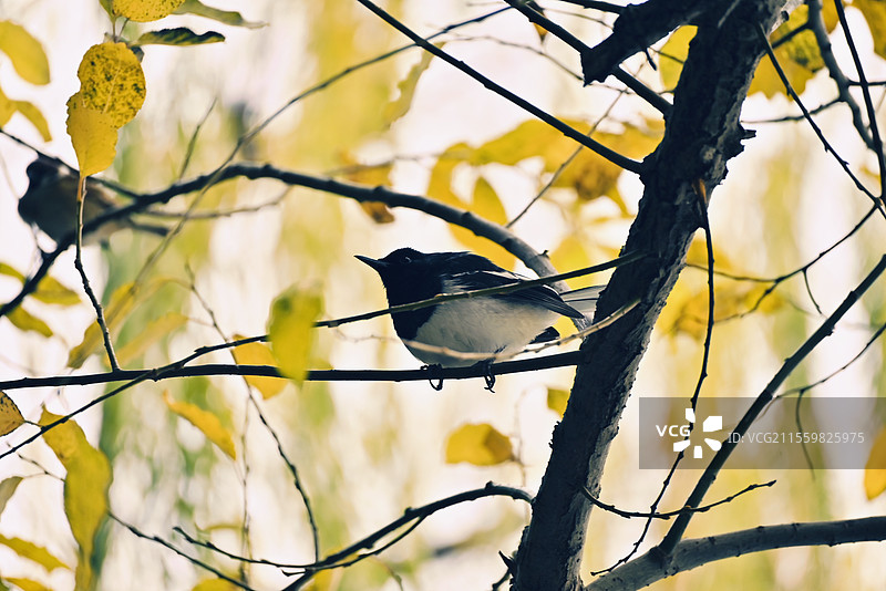 胖乎乎的喜鹊立在枝头图片素材