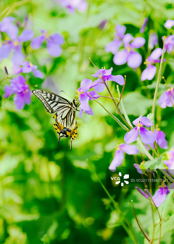 柑桔凤蝶图片素材