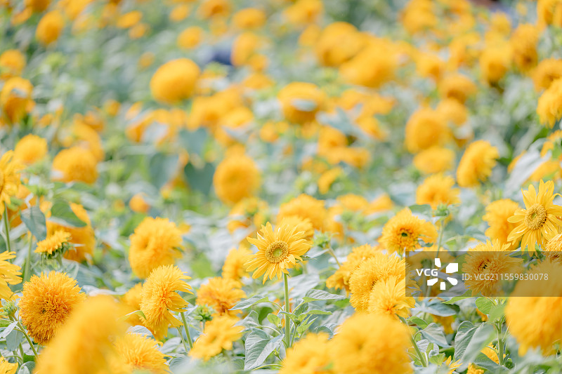 玩具熊向日葵花海图片素材