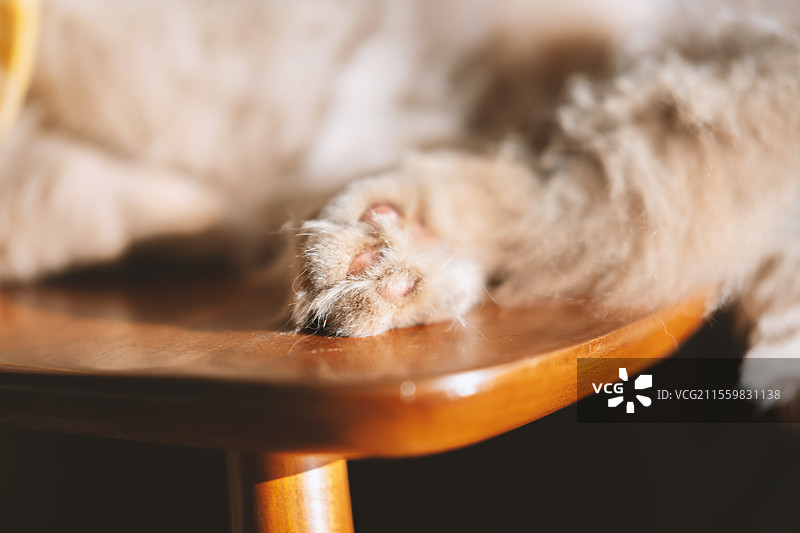 生病的英国长毛猫正睡在椅子晒太阳恢复健康图片素材