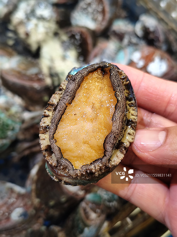 鲜活鲍鱼图片素材