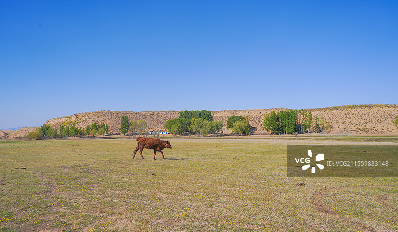 鄂尔多斯-库布齐沙漠图片素材