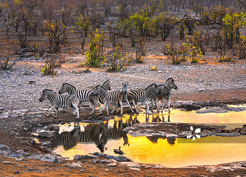 纳米比亚埃托沙自然保护区斑马在水塘旁饮水图片素材