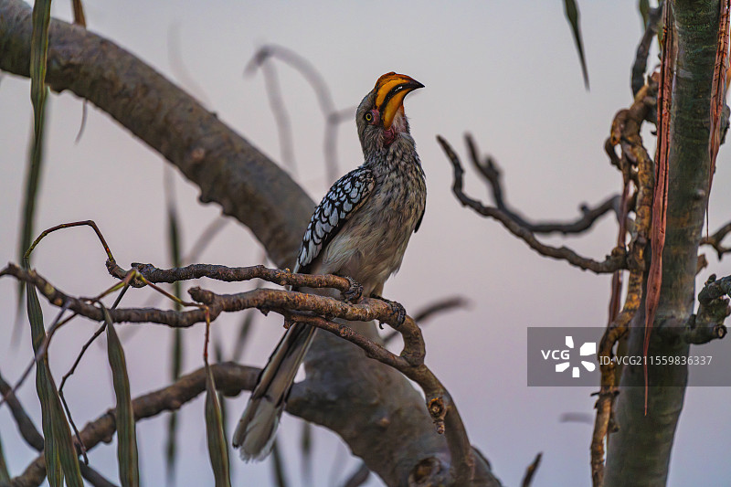 非洲纳米比亚埃托沙国家公园黄弯嘴犀鸟图片素材