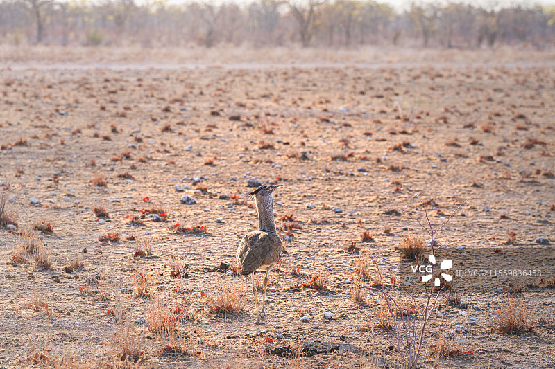 非洲纳米比亚灰颈鹭鸨图片素材