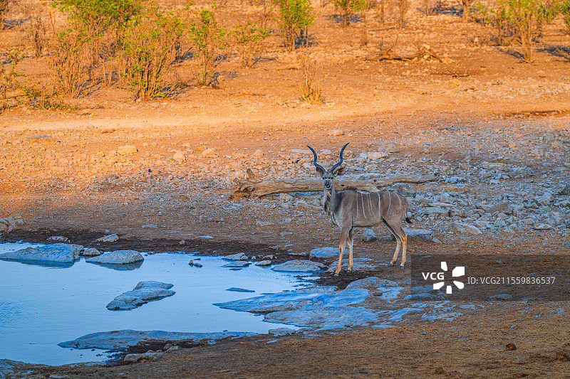 非洲纳米比亚埃托沙国家公园的捻角羚图片素材