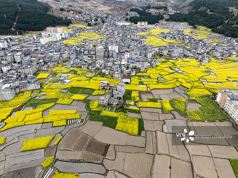 四川凉山越西县田园风光油菜花开图片素材