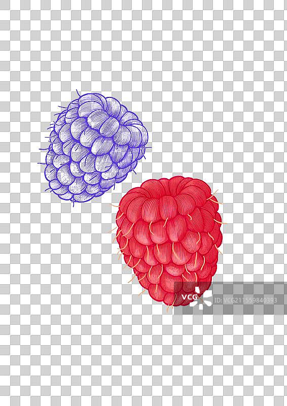 树莓版画绘制图片素材