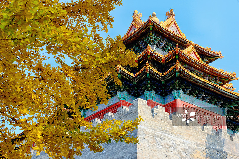 北京 故宫博物院 西南角楼 银杏图片素材