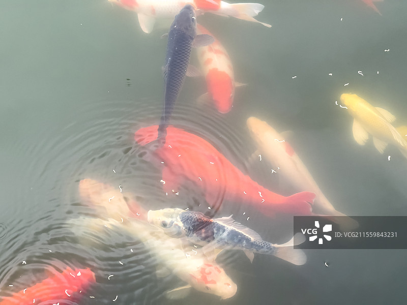 河南 驻马店 遂平县 嵖岈山 天磨湖 锦鲤 觅食  特写  春天图片素材