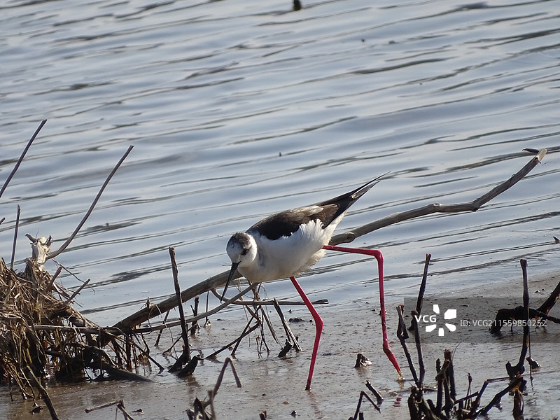 文温尔雅的黑翅长脚鹬/河北保定阜平县倪家洼春日里的浪漫图片素材