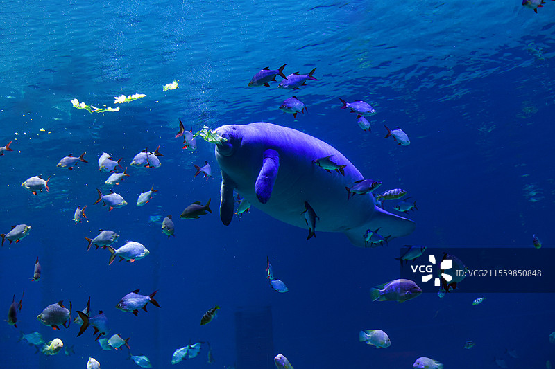 长隆海洋王国图片素材