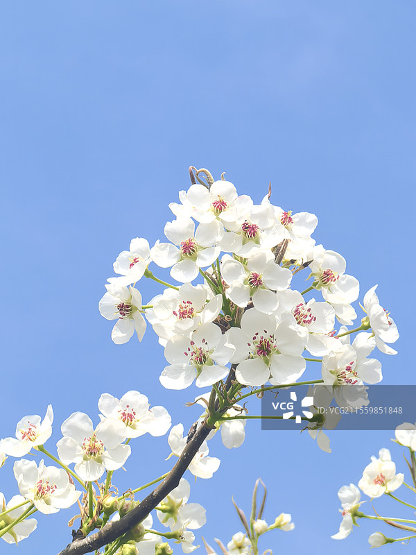 京城梨园的梨花图片素材