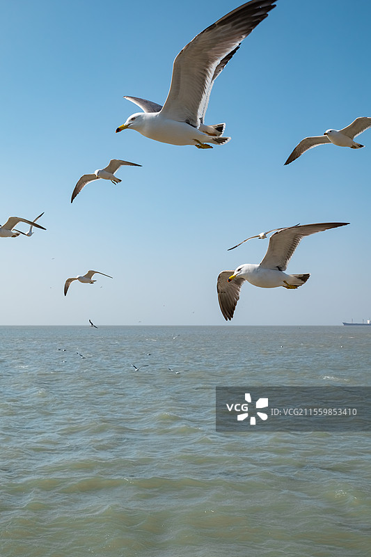 海面上飞翔的一群海鸥图片素材