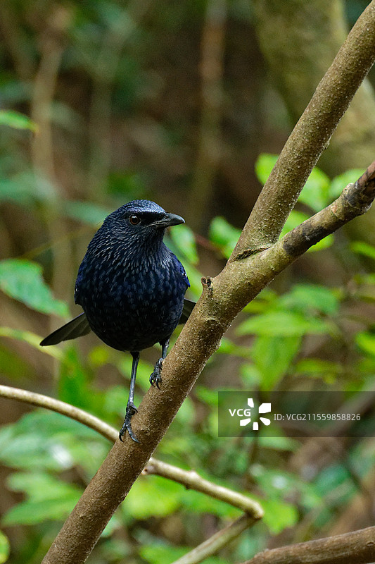 紫啸鸫图片素材