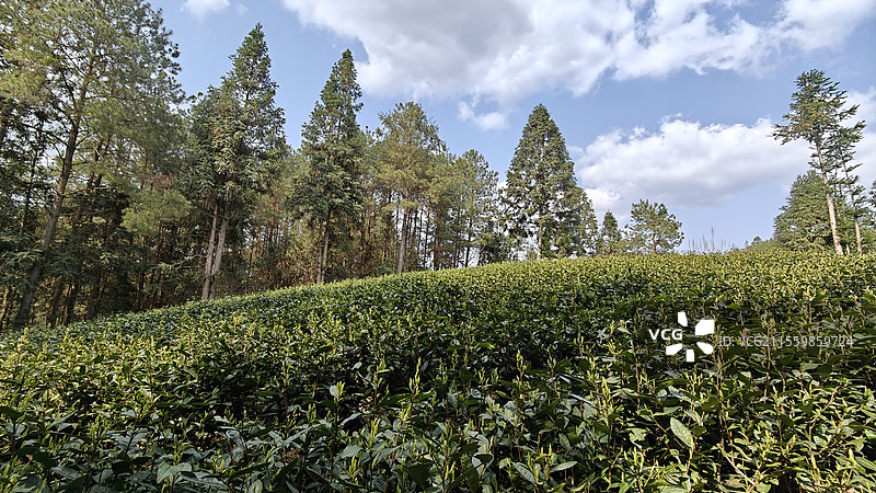 白茶园图片素材