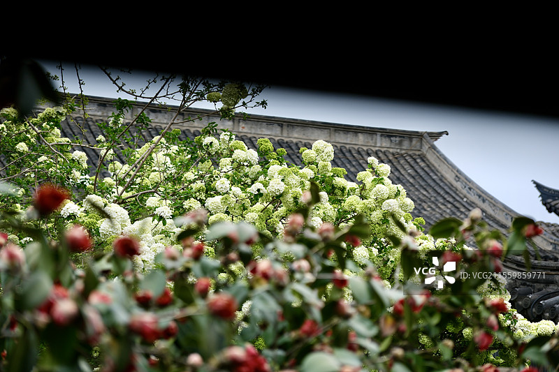 窗外的木绣球和茶花图片素材