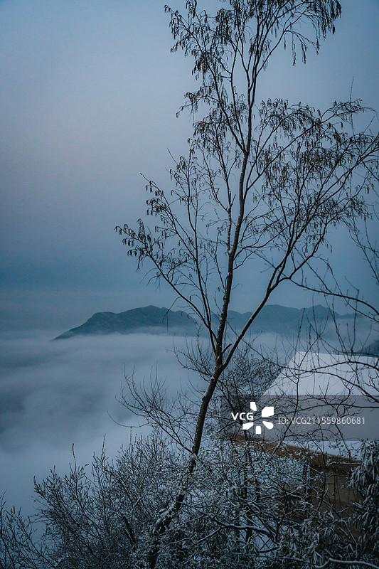 清晨的云海与树图片素材