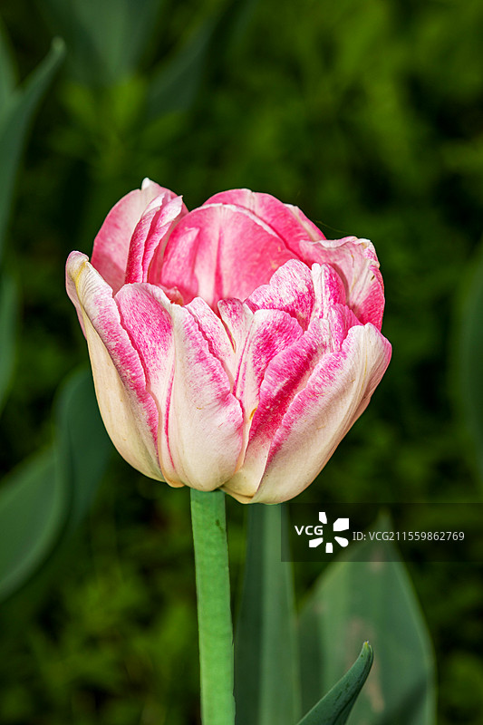 狐步舞图片素材