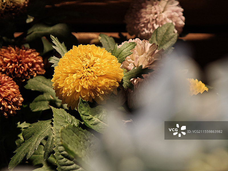 黄色乒乓菊菊花图片素材