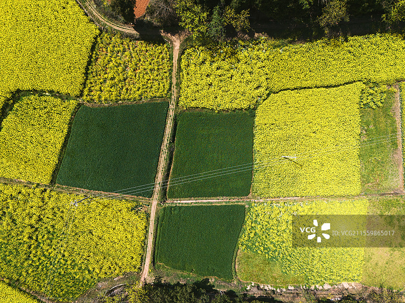 航拍春天的乡村油菜花田图片素材
