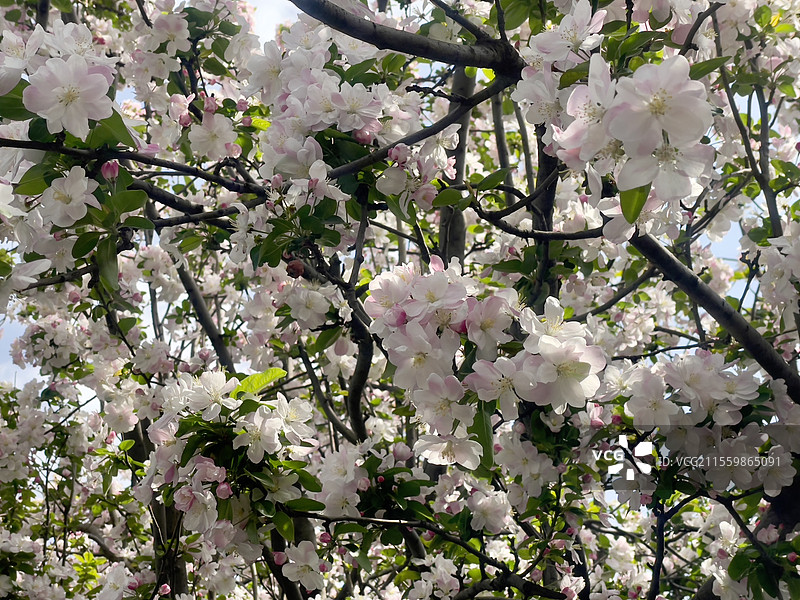 五道营的海棠花图片素材