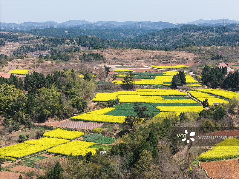 航拍春天的乡村油菜花田风光图片素材