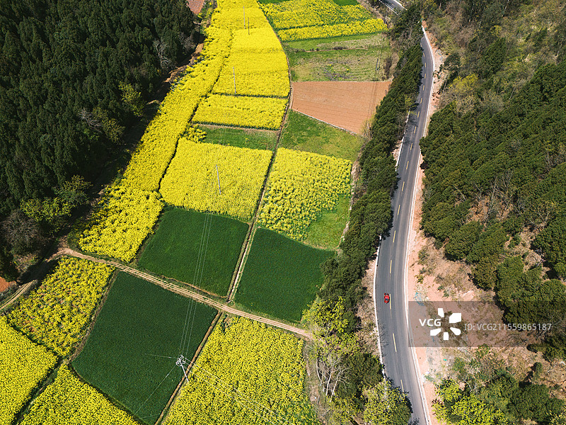 航拍春天的油菜花田和乡村公路图片素材