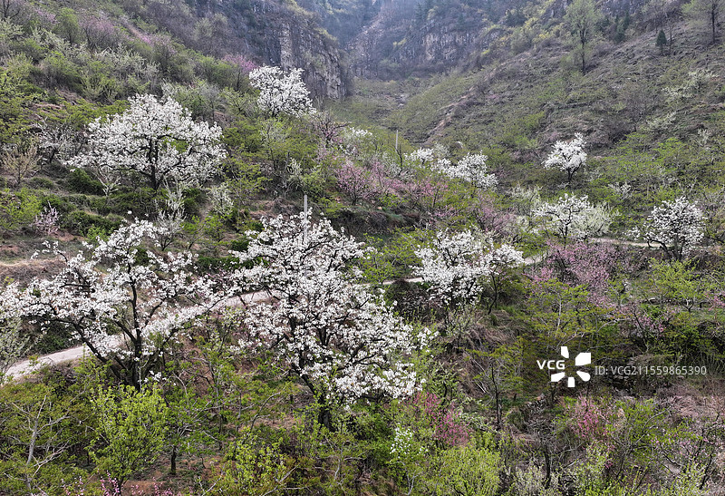 山东临沂平邑县九间棚景区桃红梨白春光美图片素材
