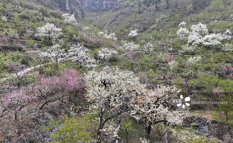 山东临沂平邑县九间棚景区桃红梨白春光美图片素材