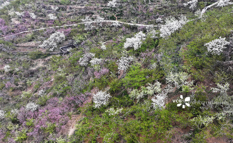 山东临沂平邑县九间棚景区桃红梨白春光美图片素材
