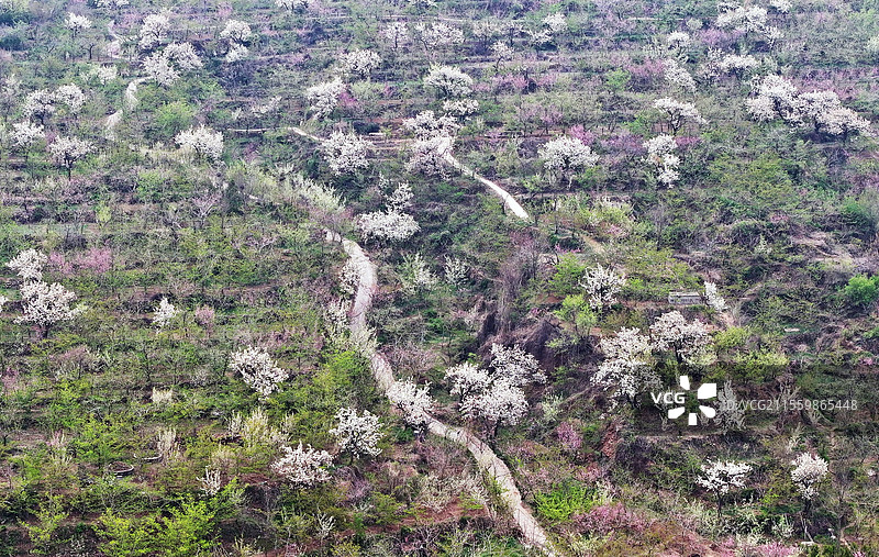 山东临沂平邑县九间棚景区桃红梨白春光美图片素材